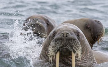 Svalbard adalar Yüzme morslar, yakın çekim