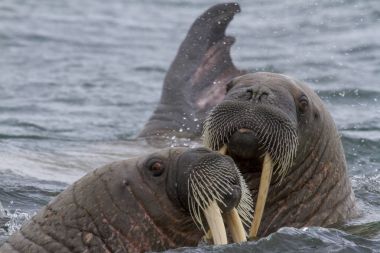 Svalbard adalar Yüzme morslar, yakın çekim