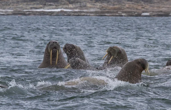 Walrussen Zwemmen Archipel Van Spitsbergen — Stockfoto