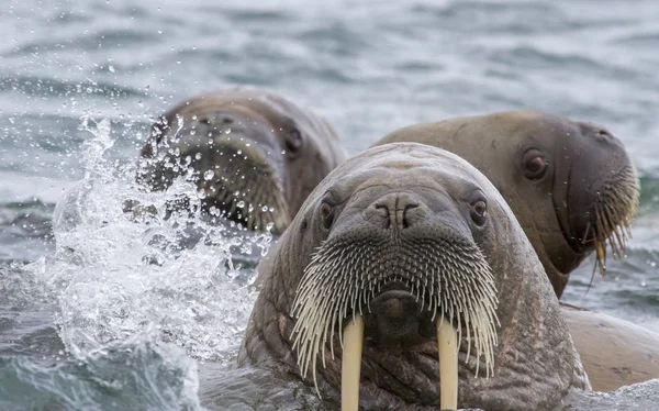 Nahaufnahme Von Walrossen Beim Schwimmen Archipel Spitzbergen — Stockfoto