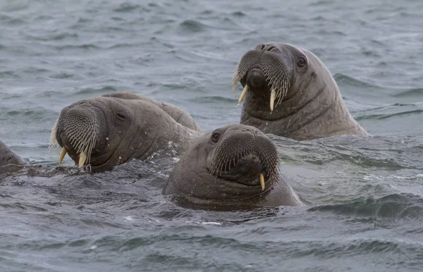 Walruses Swimming Archipelago Svalbard — Stock Photo, Image