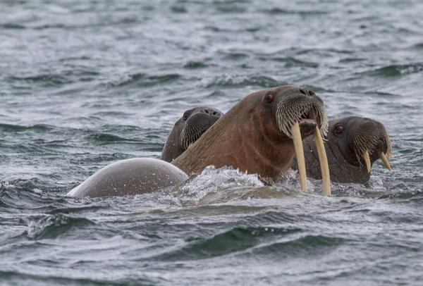 Walrosse Schwimmen Archipel Spitzbergen — Stockfoto