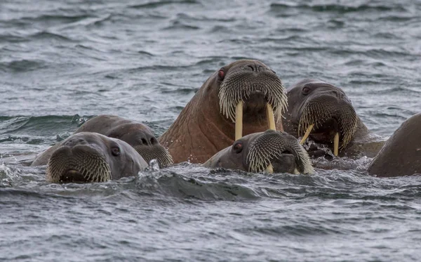 Walrussen Zwemmen Archipel Van Spitsbergen — Stockfoto
