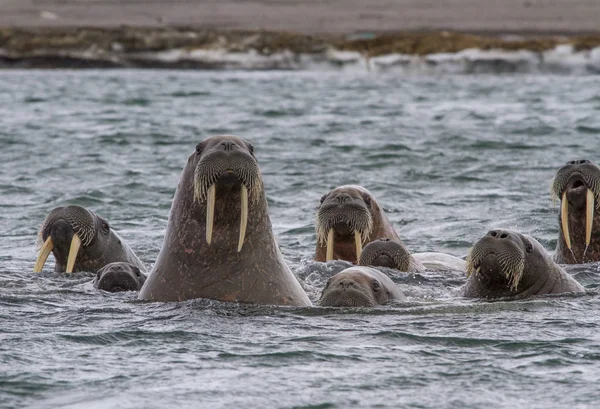 Morsas Engraçadas Nadando Arquipélago Svalbard — Fotografia de Stock