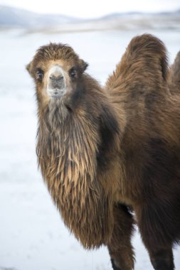 bactrian yürüyüş deve bir kış manzara Kuzey Moğolistan