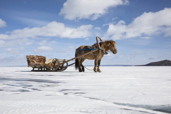 Häst Och Släde Frusen Sjö Khuvsgul Mongoliet — Stockfoto