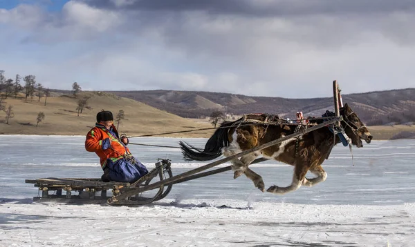 Hatgal Mongolia Marzo 2018 Personas Montando Trineo Lago Congelado Khuvsgul — Foto de Stock