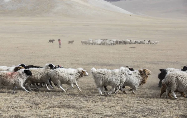 Chèvres Courant Dans Une Steppe Nord Mongolie — Photo