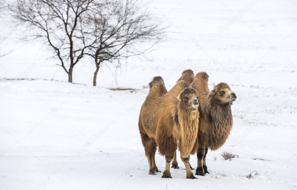 bactrian camels in northern Mongolia