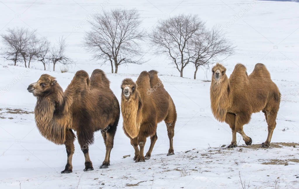 bactrian camels in northern Mongolia