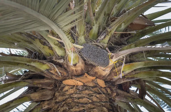Bijen Een Palmboom Oman — Stockfoto