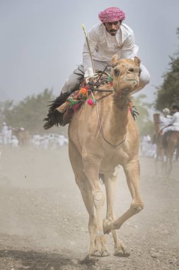 Khadal, Oman, April 7th, 2018: omani man racing a camel in a countryside of Oman clipart