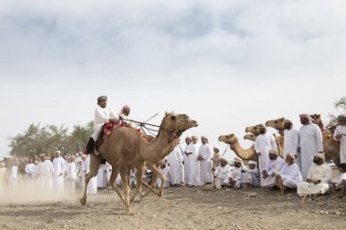Ibri, Umman, 7 Nisan 2018: omani erkek Develer üzerinde yarış
