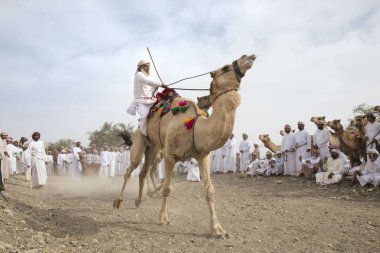 Ibri, Umman, 7 Nisan 2018: omani adam bir deve üzerinde yarış