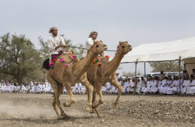 Ibri, Umman, 7 Nisan 2018: omani erkekler bir deve üzerinde yarış