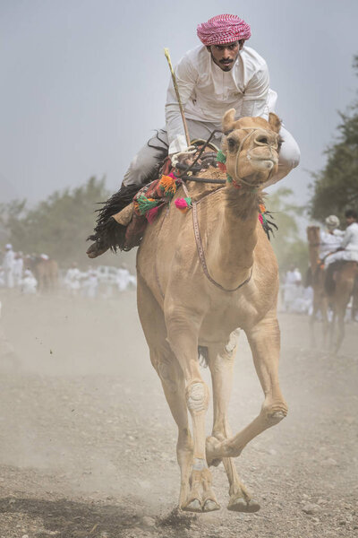 Khadal, Oman, April 7th, 2018: omani man racing a camel in a countryside of Oman