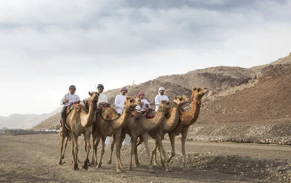 Ibri Oman April 2018 Omani Männer Reiten Kamele Einer Landschaft — Stockfoto