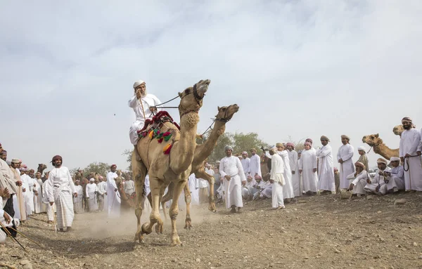 Ibri Oman Aprile 2018 Gli Uomini Omani Corrono Sui Cammelli — Foto Stock