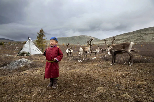 Tsaatan 的男孩 穿着传统的 Deel 与驯鹿在北蒙古的针叶林 — 图库照片