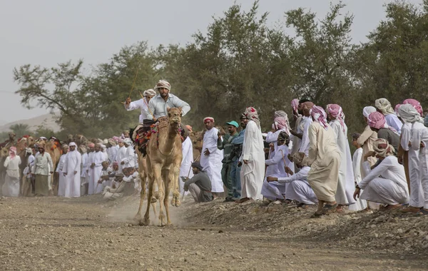 Хадал Оман Апреля 2018 Года Оманские Мужчины Гоняют Верблюдах Сельской — стоковое фото