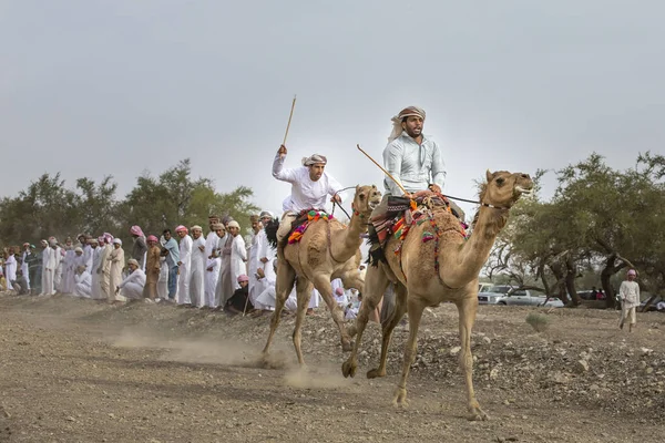 Khadal Omã Abril 2018 Homens Omani Camelos Corrida Campo Omã — Fotografia de Stock