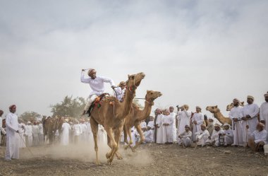 Khadal, Umman - 7 Nisan 2018: omani erkek deve tozlu kırsal yolda sürme