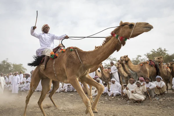 Khadal Oman April 2018 Omaanse Man Paardrijden Kameel Stoffige Platteland — Stockfoto