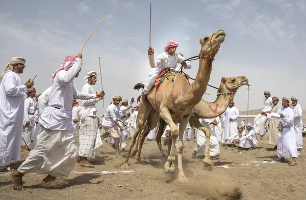 Ibri 2018年4月28日 阿曼男子准备在尘土飞扬的农村公路上赛跑他们的骆驼 — 图库照片
