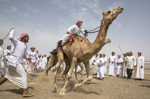 Ibri 2018年4月28日 阿曼男子准备在尘土飞扬的农村公路上赛跑他们的骆驼 — 图库照片