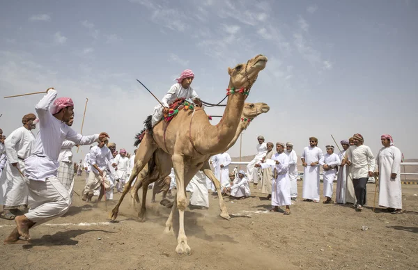 Omã Ibri Abril 2018 Omani Homens Preparando Corrida Camelos Estrada — Fotografia de Stock