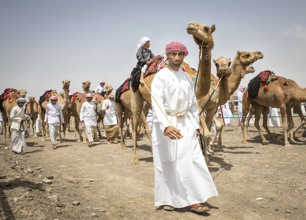Оман Ibri Квітня 2018 Чоловіків Верблюдів Сільській Місцевості Оман — стокове фото