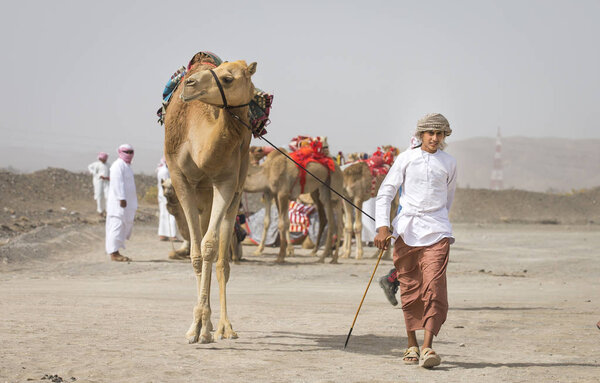 Oman, Ibri - April 28, 2018: Young Omani man with his camel before race