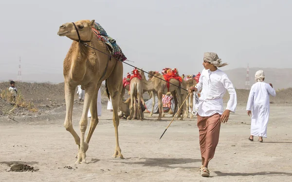 Ibri 2018年4月28日 年轻阿曼男子与他的骆驼赛跑前 — 图库照片