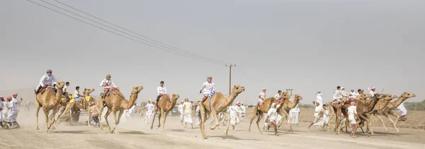 Safen Єднані Арабські Емірати Квітня 2018 Оманську Чоловіків Верблюдах Гонка — стокове фото
