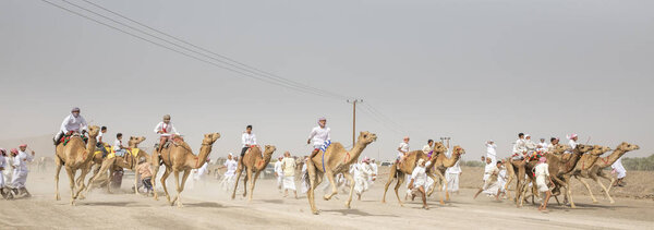 Al Safen, Oman, 27th April, 2018: omani men at a camel race in a countryside
