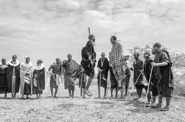 Arusha Tanzania Settembre 2017 Uomini Maasai Che Saltano Impressionare Signore — Foto Stock