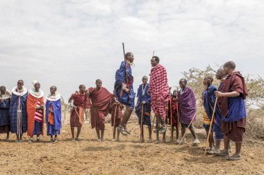 Arusha, Tanzanya, 7 Eylül 2017: Masai erkekleri kadınları etkilemek için atlıyor