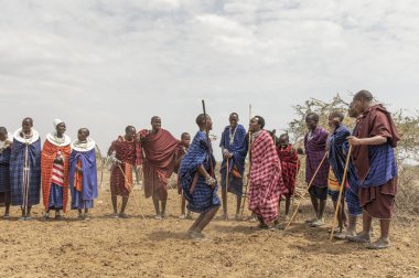 Arusha, Tanzanya, 7 Eylül 2017: Masai erkekleri kadınları etkilemek için atlıyor