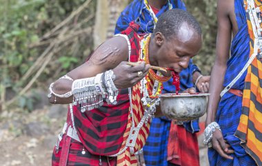 Arusha, Tanzanya, 8 Eylül 2019: Masai adam yeni öldürülmüş bir keçinin kanını içiyor.