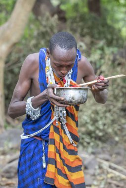 Arusha, Tanzanya, 8 Eylül 2019: Masai adam yeni öldürülmüş bir keçinin kanını içiyor.