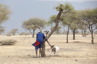 Arusha, Tanzanya, 8 Eylül 2019: Savanada keçisiyle yürüyen maasai adamı öldürülecek ve yenilecek.