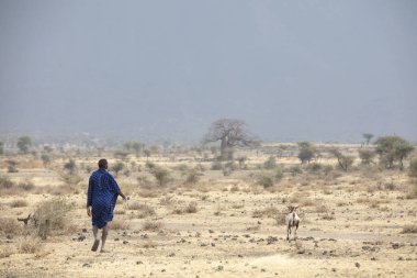 Arusha, Tanzanya, 8 Eylül 2019: Savanada keçisiyle yürüyen maasai adamı öldürülecek ve yenilecek.