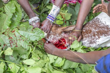 Arusha, Tanzanya, 8 Eylül 2019: Masailer keçinin derisini yüzüyor.