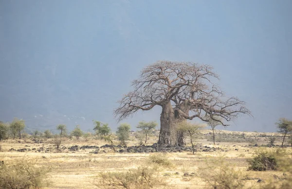 Baobab Träd Tanzania Savann — Stockfoto
