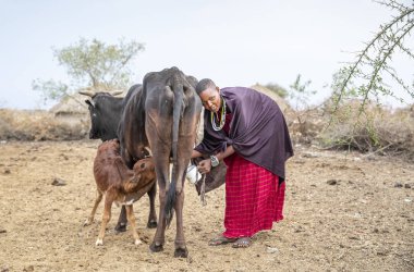 Arusha, Tanzanya, 8 Eylül 2019: İnek sağan maasai kadın