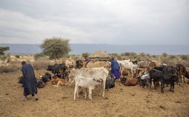 Arusha, Tanzanya, 8 Eylül 2019: İnek sağan maasai kadın