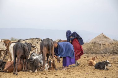 Arusha, Tanzanya, 8 Eylül 2019: İnek sağan maasai kadın