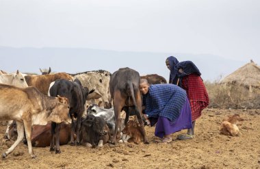 Arusha, Tanzanya, 8 Eylül 2019: İnek sağan maasai kadın