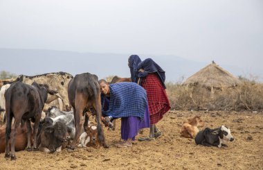 Arusha, Tanzanya, 8 Eylül 2019: İnek sağan maasai kadın
