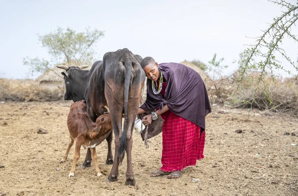 Arusha Tanzania September 2019 Maasai Vrouw Melkt Haar Koe — Stockfoto